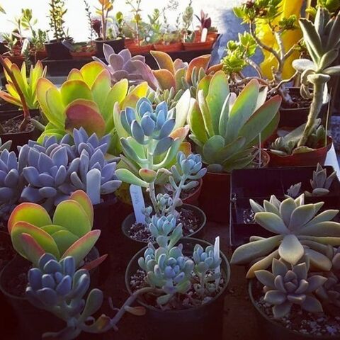 Plants and Succulents | Kats Flora