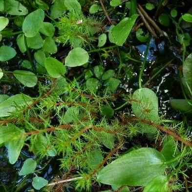 Bog & Aquatic Plants | Kats Flora