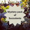 Succulent Mystery Box