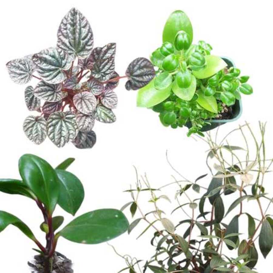 Peperomia Mix - Grab Bag