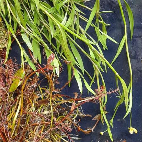 Ranunculus flammula (Lesser Spearwort)