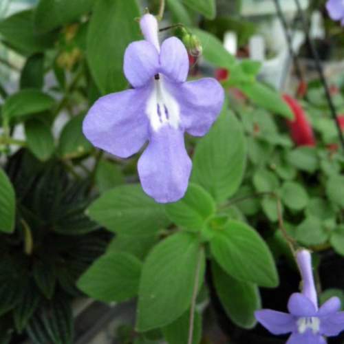 Streptocarpella saxorum