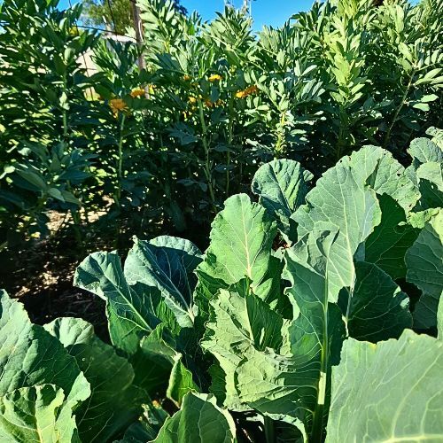 Starting a Vegetable Garden: The Easy Way