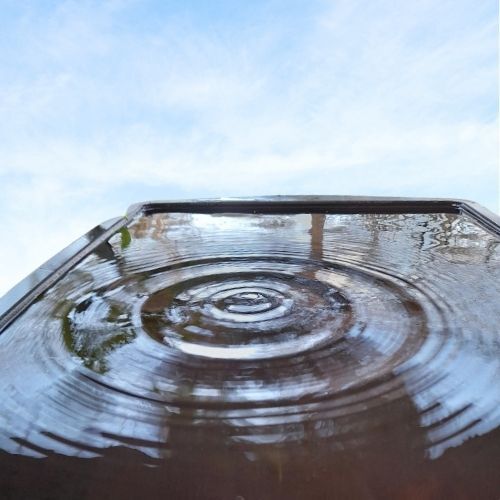 Watering Myth Busted: How to water plants the right way