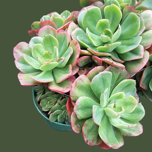 Succulent Care for newly acquired plants