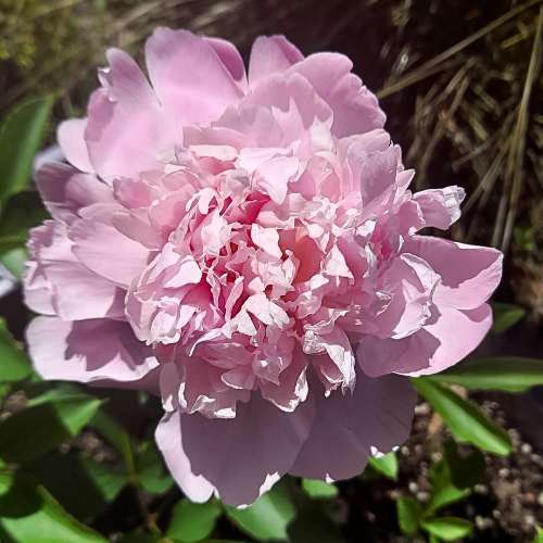 Nana’s Peony – December 2025