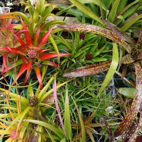 Bromeliads