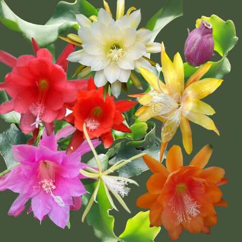 Epiphytic Cacti | Kats Flora  