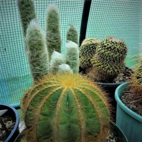 Cacti | Kats Flora