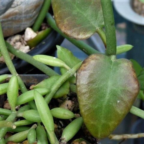 Dischidia & Ceropegia | Kats Flora