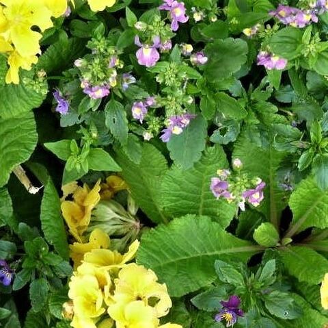 Garden Plants | Kats Flora