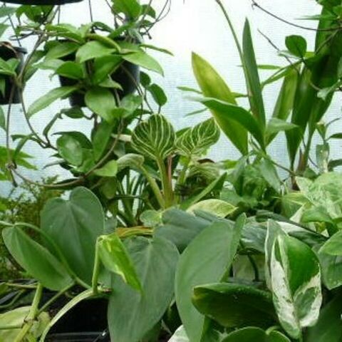 House Plants | Kats Flora
