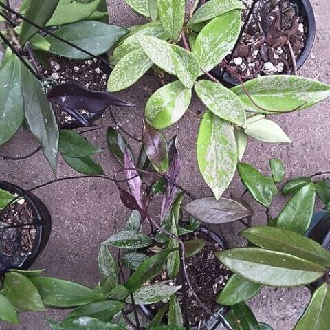 Hoya | Kats Flora