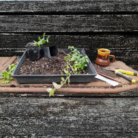 New Products | Kats Flora