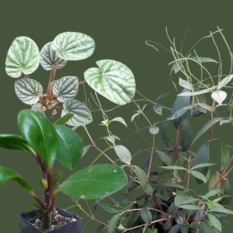 Peperomia | Kats Flora