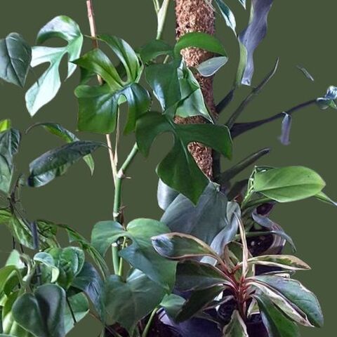 Philodendron & Epipremnum | Kats Flora