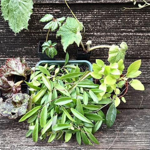 Plants | Kats Flora