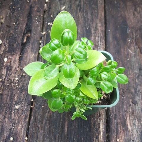 Peperomia Pixie