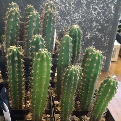 Trichocereus seedlings