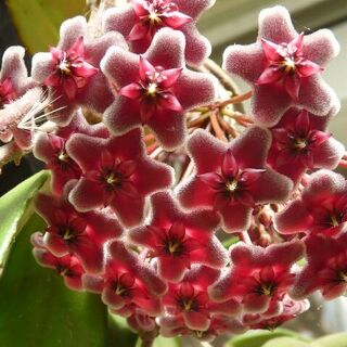 Hoya publicalyx Royal Hawiian Purple