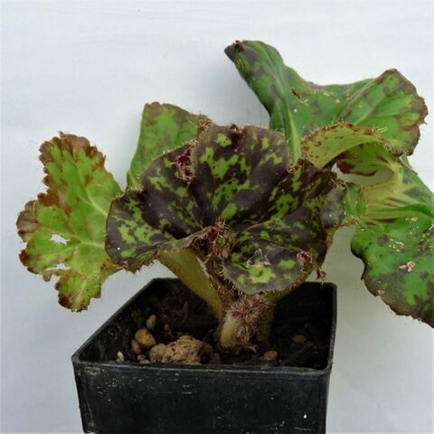 Begonia Dappled  - Hieroglyphics