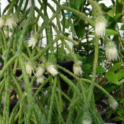 Rhipsalis pilocarpa