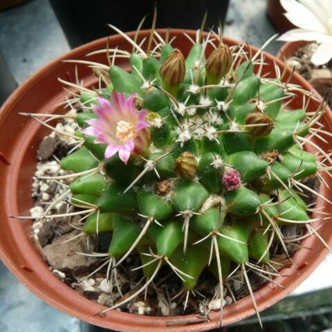 Mammillaria 20