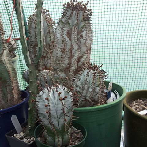 Euphorbia Snowflake