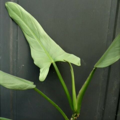Philodendron hastatum 'Silver Sword'