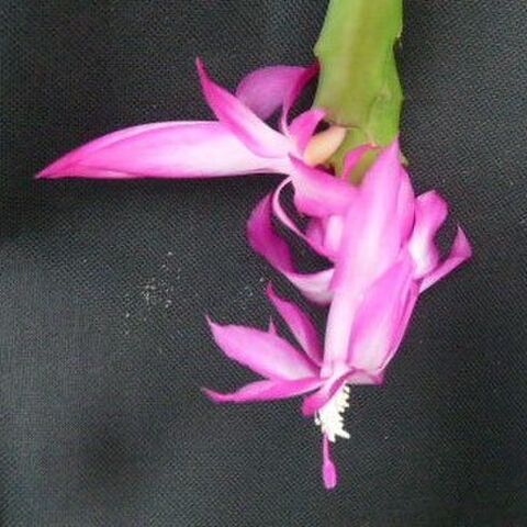 Zygo Schlumbergera 31
