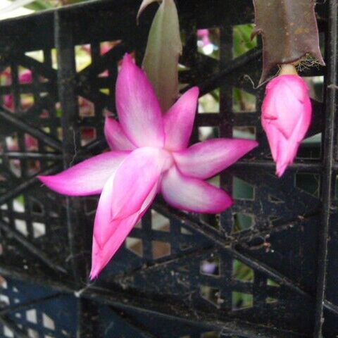 Zygo Schlumbergera 18