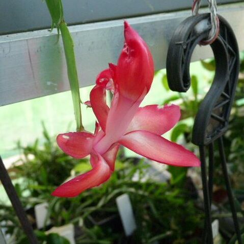 Zygo  Schlumbergera 65