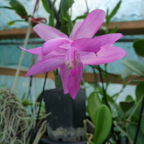 Zygo Schlumbergera  62