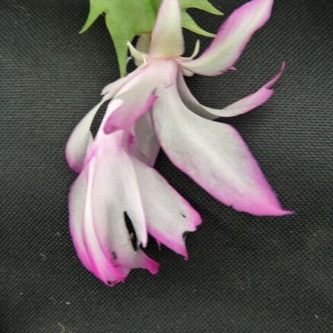 Zygo Schlumbergera 12