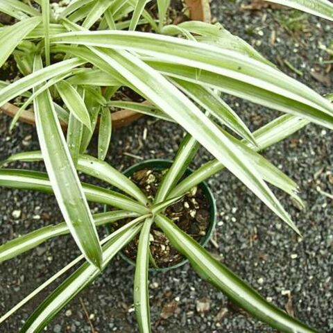 Spider Plant Variegatum (Marginal)