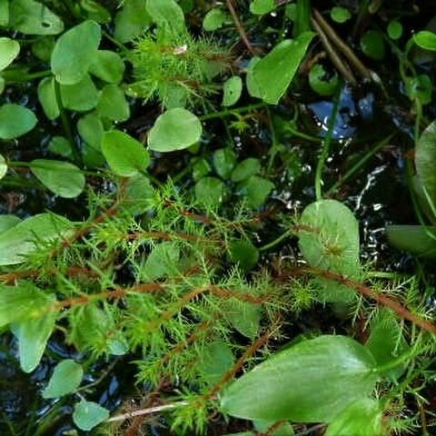 Myriophyllum propinquum (Common Water Milfoil)
