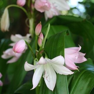How to help your plants over Summer