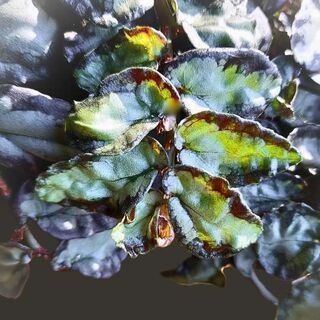 My top 3 plants you won’t see everywhere.