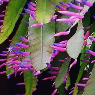 March Birthday Sale & Rare Plant Alert