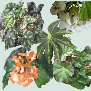 Begonia Care