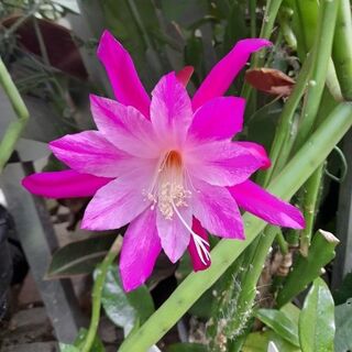 Epiphyllum Care