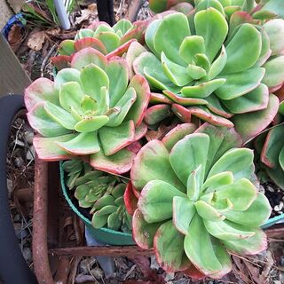 Succulent Care