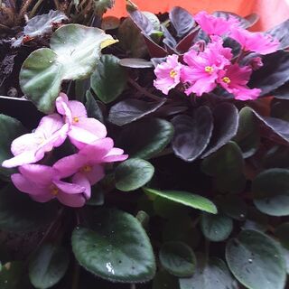 Indoor Plant Care